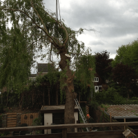 images/028 truerwilg/treurwilgen bomen rooien  kappen snoeien Goirle-200x200-55c