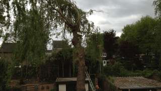 images/028 truerwilg/treurwilgen bomen rooien  kappen snoeien Goirle-320x180-c04