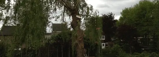 images/028 truerwilg/treurwilgen bomen rooien  kappen snoeien Goirle-550x197-0c6