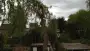 images/028 truerwilg/treurwilgen bomen rooien  kappen snoeien Goirle-90x51-2ca