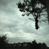 images/028 truerwilg/treurwilgen bomen rooien kappen Etten Leur-200x200-55c