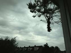 images/028 truerwilg/treurwilgen bomen rooien kappen Etten Leur-250x188-012