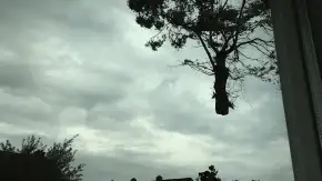 images/028 truerwilg/treurwilgen bomen rooien kappen Etten Leur-290x163-c8a