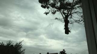 images/028 truerwilg/treurwilgen bomen rooien kappen Etten Leur-320x180-c04