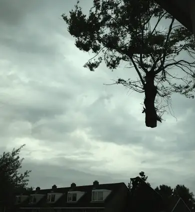 images/028 truerwilg/treurwilgen bomen rooien kappen Etten Leur-390x424-342