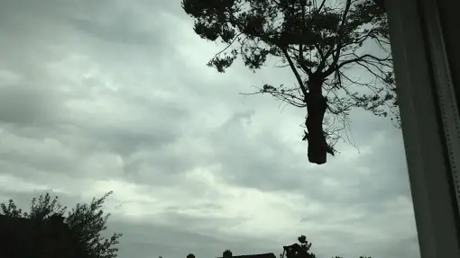 images/028 truerwilg/treurwilgen bomen rooien kappen Etten Leur-510x287-0dd