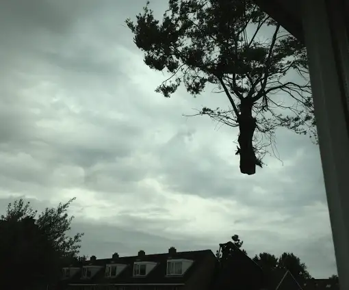 images/028 truerwilg/treurwilgen bomen rooien kappen Etten Leur-510x424-235