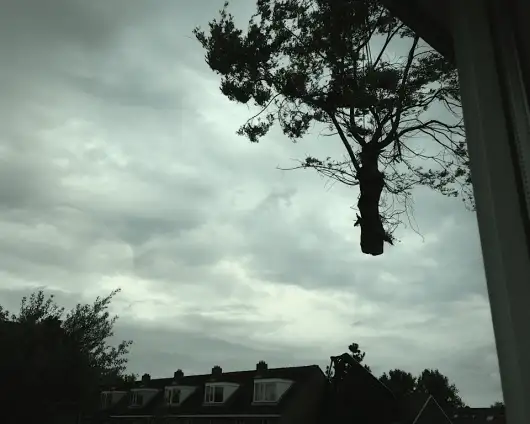 images/028 truerwilg/treurwilgen bomen rooien kappen Etten Leur-530x424-b01