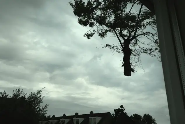 images/028 truerwilg/treurwilgen bomen rooien kappen Etten Leur-635x424-9d5