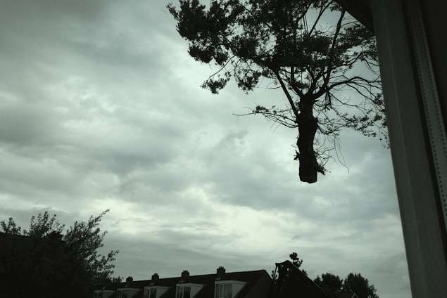 images/028 truerwilg/treurwilgen bomen rooien kappen Etten Leur-635x424-e4d