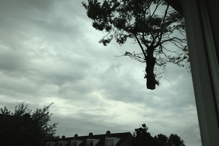 images/028 truerwilg/treurwilgen bomen rooien kappen Etten Leur-750x500-12d