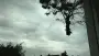 images/028 truerwilg/treurwilgen bomen rooien kappen Etten Leur-90x51-2ca