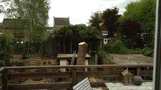 images/028 truerwilg/treurwilgen kappen Bergen op zoom-320x180-c04