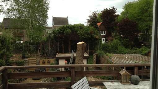 images/028 truerwilg/treurwilgen kappen Bergen op zoom-510x287-770