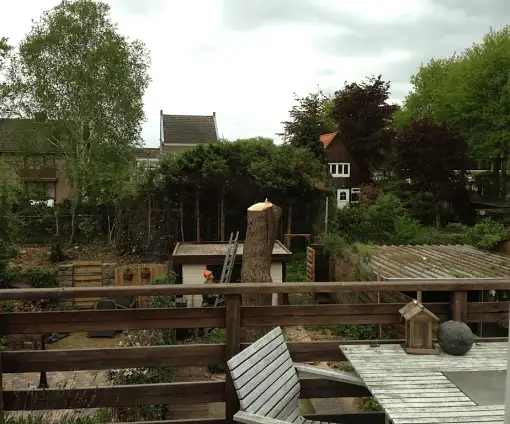 images/028 truerwilg/treurwilgen kappen Bergen op zoom-510x424-235