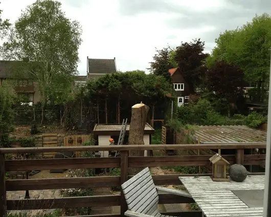 images/028 truerwilg/treurwilgen kappen Bergen op zoom-530x424-b01