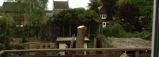 images/028 truerwilg/treurwilgen kappen Bergen op zoom-550x197-0c6