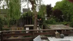 images/028 truerwilg/treurwilgen rooien kapen waalwijk-257x145-d5b