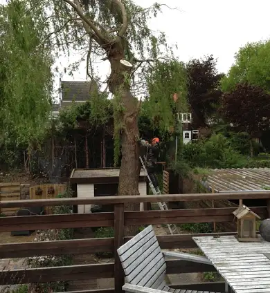 images/028 truerwilg/treurwilgen rooien kapen waalwijk-390x424-342