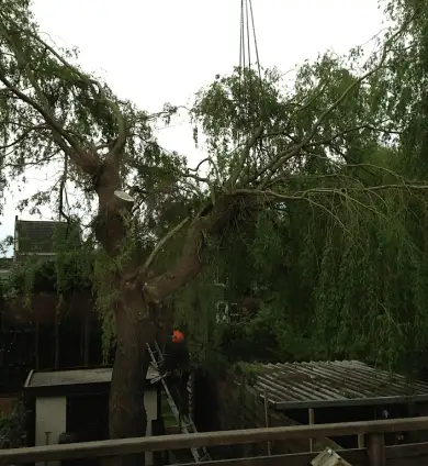 images/028 truerwilg/wilgen boom rooien tilburg-390x424-342
