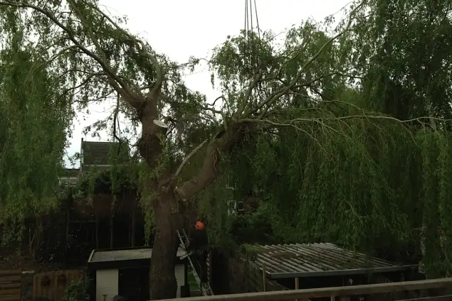 images/028 truerwilg/wilgen boom rooien tilburg-635x424-9d5