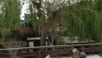 images/028 truerwilg/wilgen boom rooien-210x119-e47