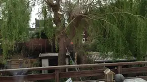 images/028 truerwilg/wilgen boom rooien-290x163-909