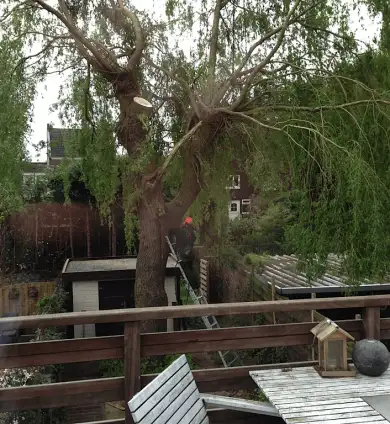 images/028 truerwilg/wilgen boom rooien-390x424-2e5