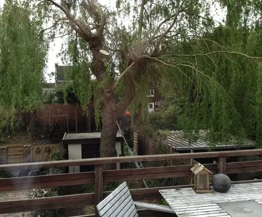 images/028 truerwilg/wilgen boom rooien-510x424-648