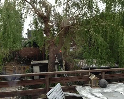images/028 truerwilg/wilgen boom rooien-530x424-64e