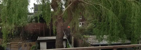 images/028 truerwilg/wilgen boom rooien-550x197-99b