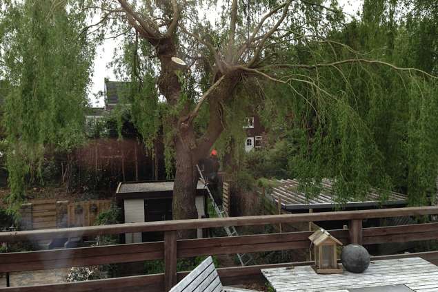 images/028 truerwilg/wilgen boom rooien-635x424-b19