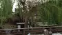 images/028 truerwilg/wilgen boom rooien-90x51-23e