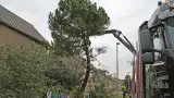 images/02drunen/bomen rooien en struiken verwijderen-160x90-20e