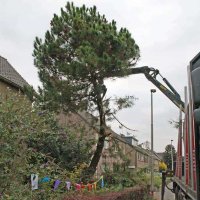images/02drunen/bomen rooien en struiken verwijderen-200x200-78d