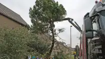 images/02drunen/bomen rooien en struiken verwijderen-210x118-a4b
