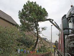de kap van de corsicaanse den in drunen boom rooien uit voortuin boom rooien uit achtertuin in venlo dordrecht eindhoven breda tilburg udenhout biezenmortel