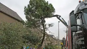images/02drunen/bomen rooien en struiken verwijderen-290x163-17b