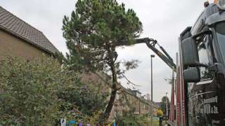 rooien van dennen bomen  mastbomen coniferen in Drunen, de boom konden wij van de straat aan met de kraan van de vrachtwagen