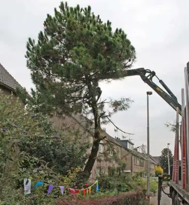images/02drunen/bomen rooien en struiken verwijderen-390x424-cad