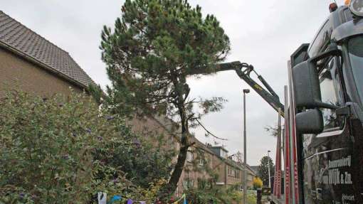 Bomen rooien Tholen