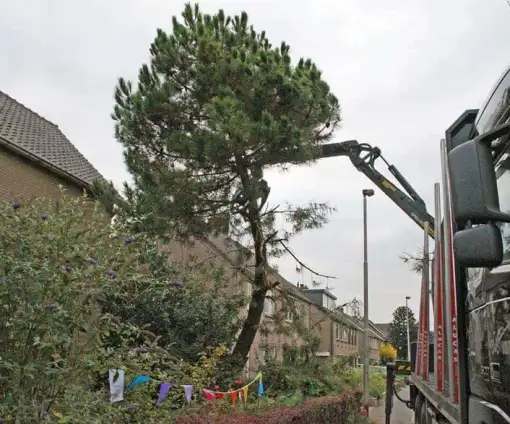 images/02drunen/bomen rooien en struiken verwijderen-510x424-b55