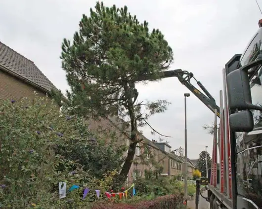 images/02drunen/bomen rooien en struiken verwijderen-530x424-eb4