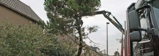 images/02drunen/bomen rooien en struiken verwijderen-550x197-36e