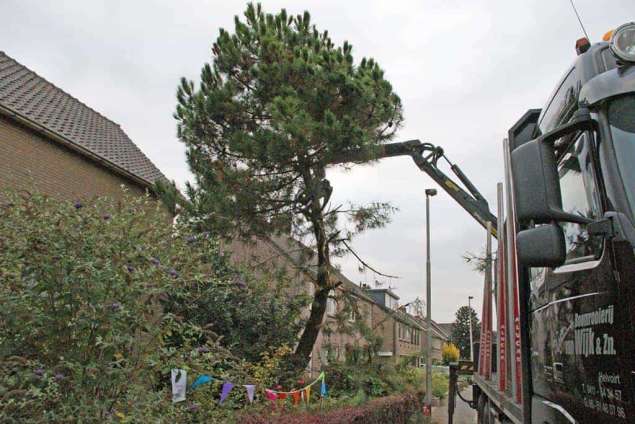 rooien van dennen bomen  mastbomen coniferen in Drunen, de boom konden wij van de straat aan met de kraan van de vrachtwagen