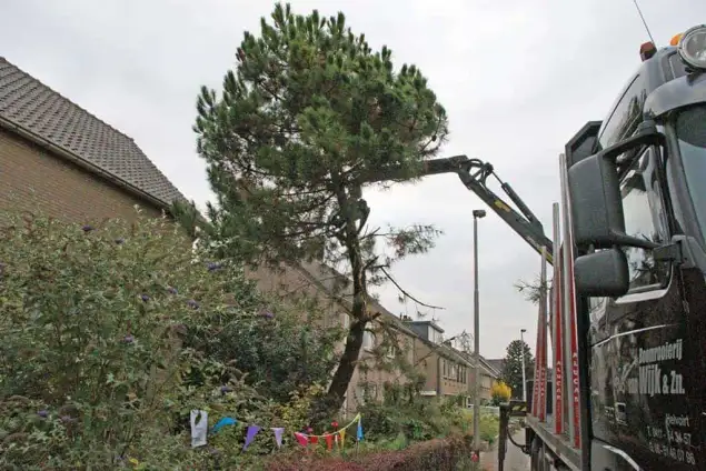 images/02drunen/bomen rooien en struiken verwijderen-635x424-703