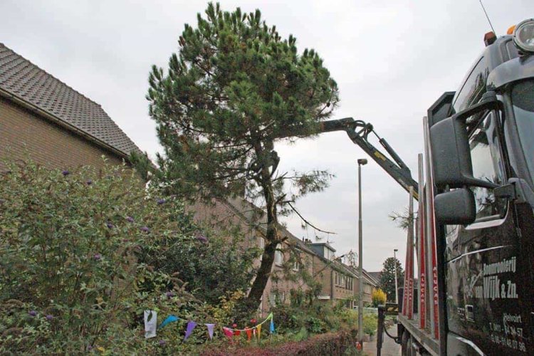 images/02drunen/bomen rooien en struiken verwijderen-750x500-b46