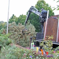 images/02drunen/boom kappen boom rooien bomen verwijderen rosmalen berlicum-200x200-78d