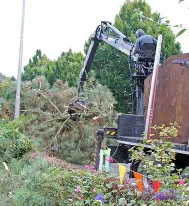 images/02drunen/boom kappen boom rooien bomen verwijderen rosmalen berlicum-390x424-cad