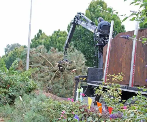 images/02drunen/boom kappen boom rooien bomen verwijderen rosmalen berlicum-510x424-b55